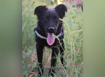 Kroat.Schäfi-Mix ODDIE mit Charme+Power