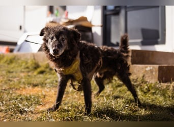 Kroatischer Schäfi-OldBoy ♥Billy♥ Senior sucht Treue & Liebe