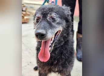 OldBoy ♥Billy♥ Senior sucht Treue & Liebe