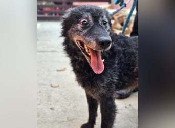 Toller OldBoy ♥ Billy ♥ Senior sucht noch nach Treue & Liebe