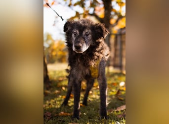 Toller OldBoy ♥ Billy ♥ Senior sucht noch nach Treue & Liebe