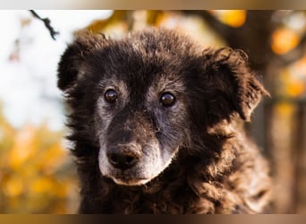 Kroatischer Schäfi-OldBoy ♥Billy♥ Senior sucht Treue & Liebe