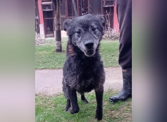 Toller OldBoy ♥ Billy ♥ Senior sucht noch nach Treue & Liebe