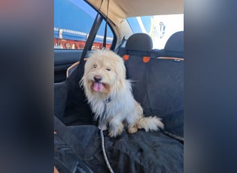 TOSHI auf Pflege in Goch, NRW