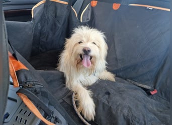 TOSHI auf Pflege in Goch, NRW