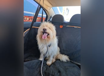 TOSHI auf Pflege in Goch, NRW
