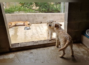 ELIAH, SHILOH, FIORIN und LEIONA