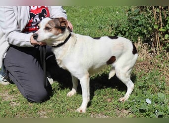 MIMOSA - sanft -  lieb - ruhig ❣️ braucht ein Zuhause ❗️