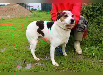 MIMOSA - sanft -  lieb - ruhig ❣️ braucht ein Zuhause ❗️