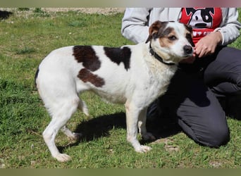 MIMOSA - sanft -  lieb - ruhig ❣️ braucht ein Zuhause ❗️