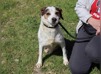 MIMOSA - sanft -  lieb - ruhig ❣️ braucht ein Zuhause ❗️