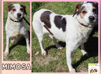 MIMOSA - sanft -  lieb - ruhig ❣️ braucht ein Zuhause ❗️