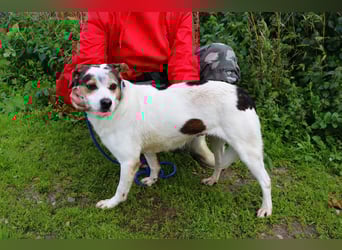 MIMOSA - sanft -  lieb - ruhig ❣️ braucht ein Zuhause ❗️