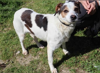 MIMOSA - sanft -  lieb - ruhig ❣️ braucht ein Zuhause ❗️