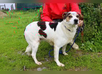 MIMOSA - sanft -  lieb - ruhig ❣️ braucht ein Zuhause ❗️