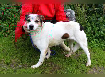 MIMOSA - sanft -  lieb - ruhig ❣️ braucht ein Zuhause ❗️