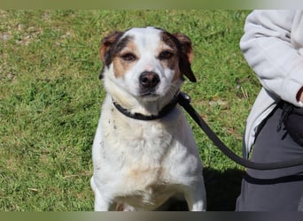 MIMOSA - sanft -  lieb - ruhig ❣️ braucht ein Zuhause ❗️