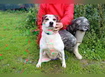 MIMOSA - sanft -  lieb - ruhig ❣️ braucht ein Zuhause ❗️