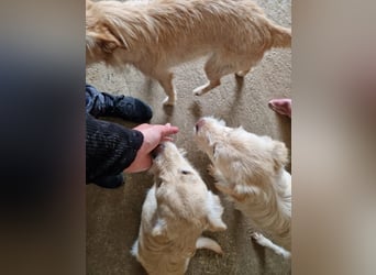 ELIAH, SHILOH, FIORIN und LEIONA