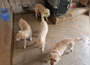 ELIAH, SHILOH, FIORIN und LEIONA