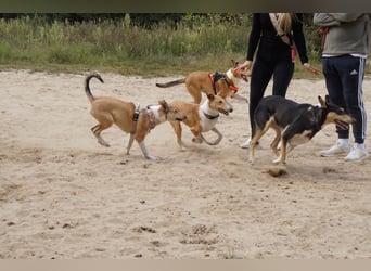Wir haben Kurzhaarcollie-Welpen aus top Verpaarung!