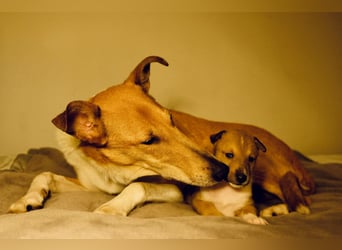 Wir haben Kurzhaarcollie-Welpen aus top Verpaarung!