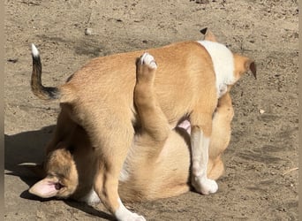 Wir haben Kurzhaarcollie-Welpen aus top Verpaarung!