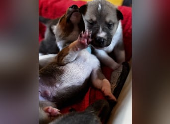 Wir haben Kurzhaarcollie-Welpen aus top Verpaarung!