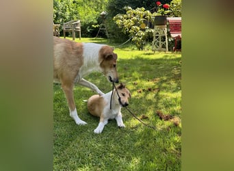 Wir haben Kurzhaarcollie-Welpen aus top Verpaarung!