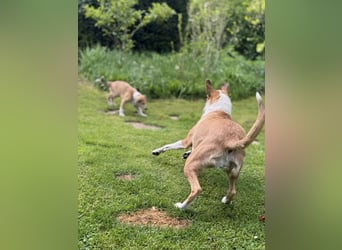 Wir haben Kurzhaarcollie-Welpen aus top Verpaarung!