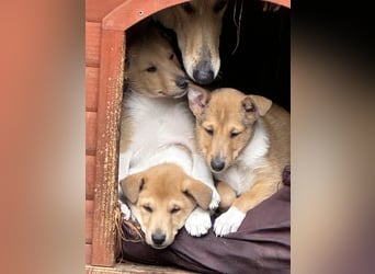 Wir haben Kurzhaarcollie-Welpen aus top Verpaarung!