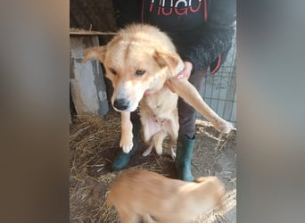 Millie fehlt eine Pfote