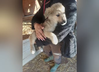 Armando - zuckersüß