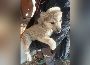 Armando - zuckersüß