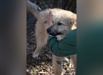 Armando - sooo niedlich