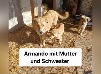 Armando- auf Pflegestelle PLZ 30938