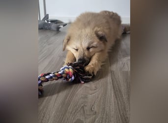 Armando- auf Pflegestelle PLZ 30938