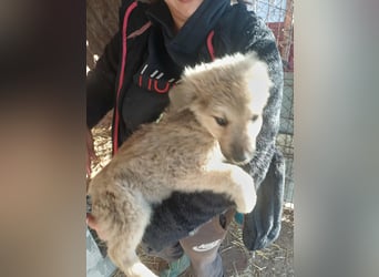 Armando - zuckersüß