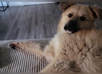 Armando - sooo niedlich