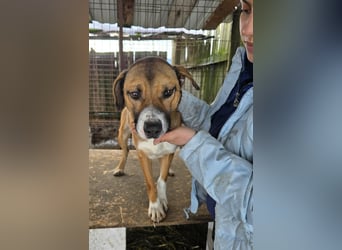 Rusty - superfreundlich