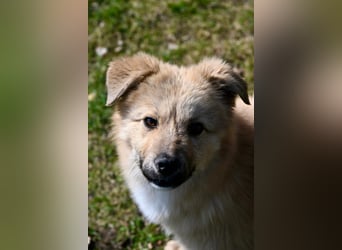 Armando- auf Pflegestelle PLZ 30938