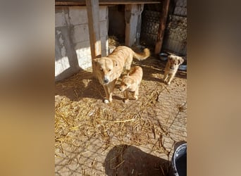 Armando - zuckersüß