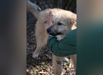 Armando- auf Pflegestelle PLZ 30938