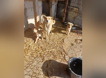 Jessica - zuckersüß