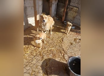 Armando - zuckersüß