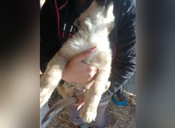 Armando - zuckersüß