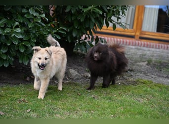 Armando- auf Pflegestelle PLZ 30938