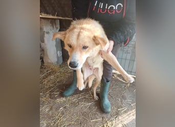 Millie fehlt eine Pfote