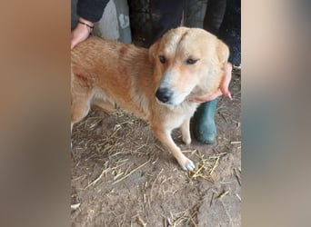 Millie fehlt eine Pfote