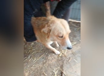 Millie fehlt eine Pfote